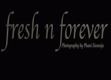 Fresh N Forever Photography