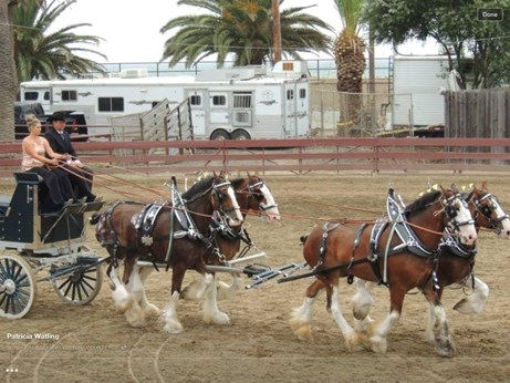 Top Hand Ranch in Davis, CA