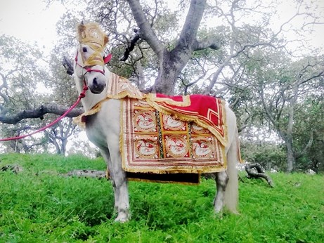 White Horse Carriage Co in San Francisco, CA