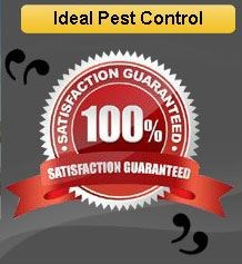 Ideal Pest Control in Surrey, BC