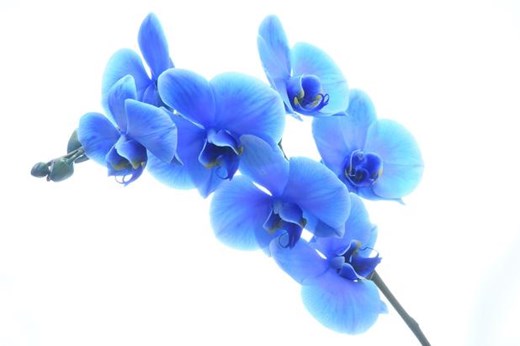 Blue Orchid Beauty in Saratoga, CA