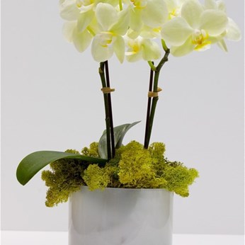 Sophia’s Dragonfly Flowers in Artesia, CA