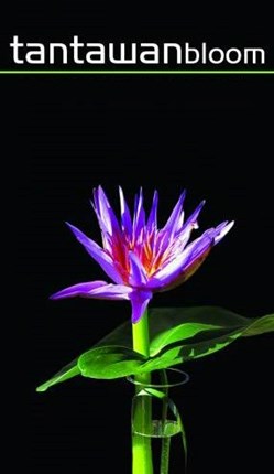 Tantawan Bloom in New York, NY