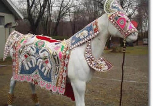 Equishare Baraat Horses And Carriages- NJ,PA,NY,FL in Newark, NJ