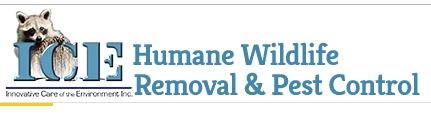 ICE Pest Control Wildlife Removal in Toronto, ON