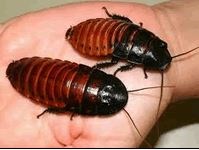 Nice Pest Control in Brampton, ON