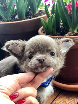 New York Chihuahuas in Brooklyn, NY