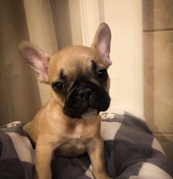 Amanda's Frenchies in Columbus, OH