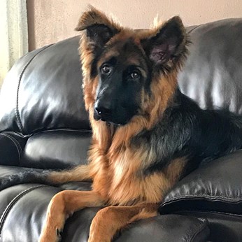 South Florida Shepherds in Miami, FL