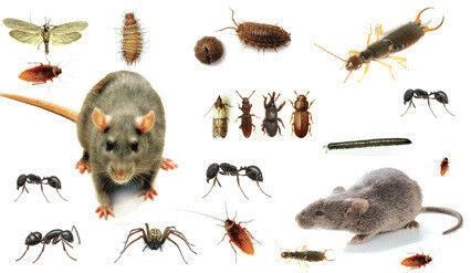 Patel Pest Control in Toronto, ON