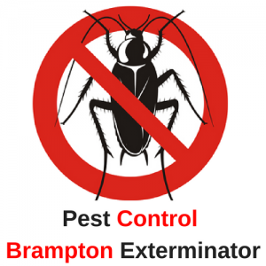 Pest Control Brampton Exterminator in Brampton, ON