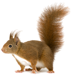 Impressive Exterminating in Ontario, CA