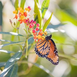 Nithya Ramadas Photography LLC