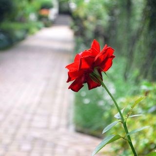 Saanvi Fotography in Tacoma, WA