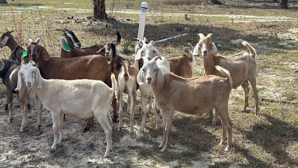 profile image for The Farm At Lake Pickett (Wedding Venue In Florida)