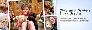 Hedless In Seattle Labradoodles in Seattle, WA