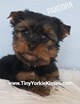 Tiny Yorkie Kisses in San Francisco, CA