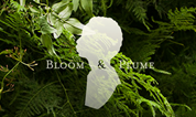 Bloom & Plume Florist in Los Angeles, CA