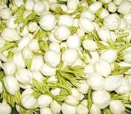 919 Indian Flowers