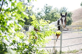 Reinstein Ranch Horse Carriage