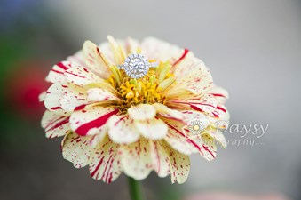 Daysy Photography