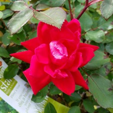 Coppola's Garden Center