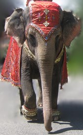 Have Trunk Will Travel
