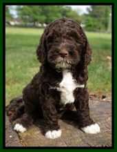Southern Charm Labradoodles LLC