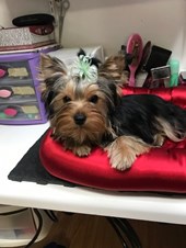 Tyava Yorkies