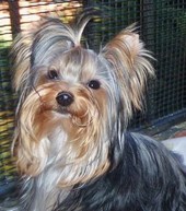 Celia's Yorkies
