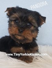 Tiny Yorkie Kisses
