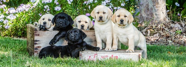 Kentfield Kennels