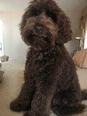 All About Love Australian Labradoodles