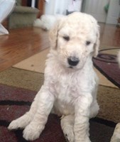 Firebrook Poodles
