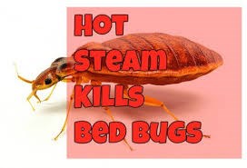 A1 Bedbug Treatment
