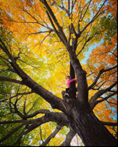 Indian Woods Photography