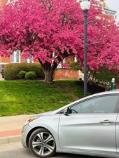 Student Rent-A-Car, Rent From $125 A Week