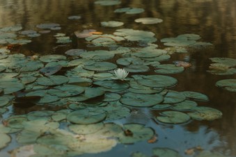 Arts By Keshav - Photography/Video in Morris Plains, NJ